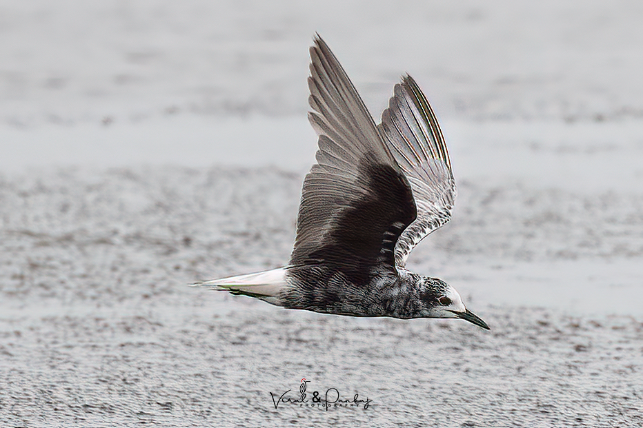 White-winged Tern 